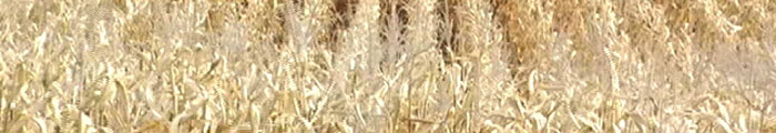 corn rows