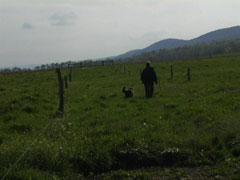lyn walking
