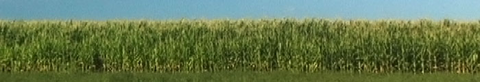 corn field