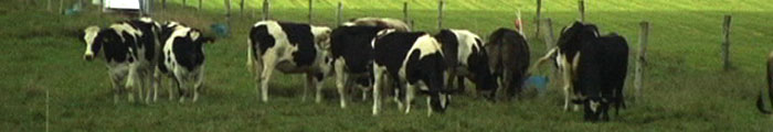 cows